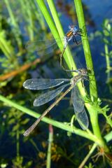 Lestes sponsa